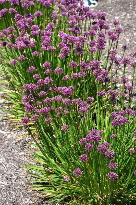 Allium, Windy City
