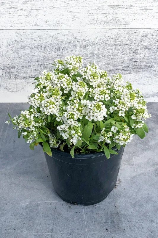 Alyssum Easter Bonnet White