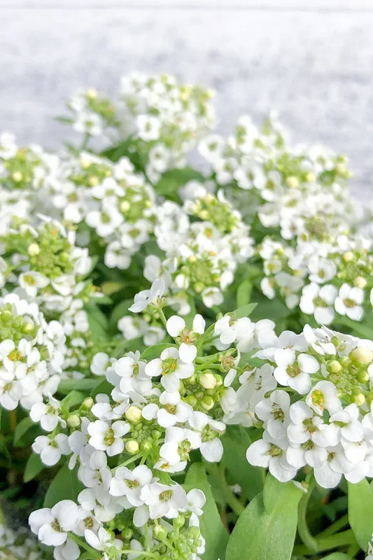 Alyssum, White