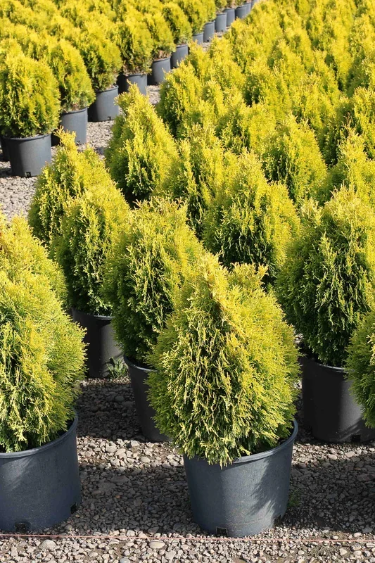 Arborvitae, Janed Gold