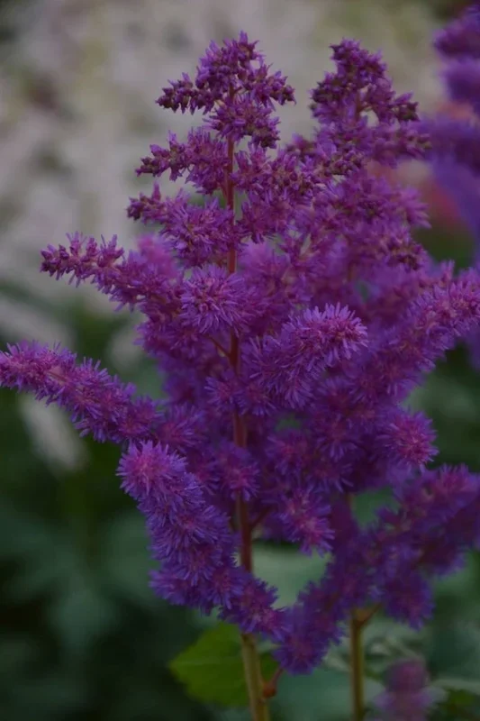 Astilbe, Black Pearls