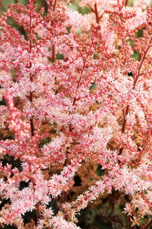 Astilbe, Color Flash