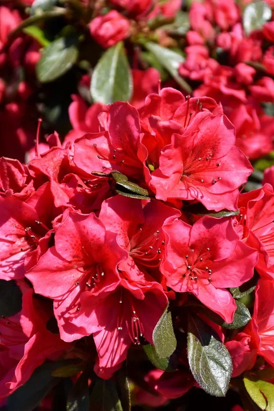 Azalea, Bixby