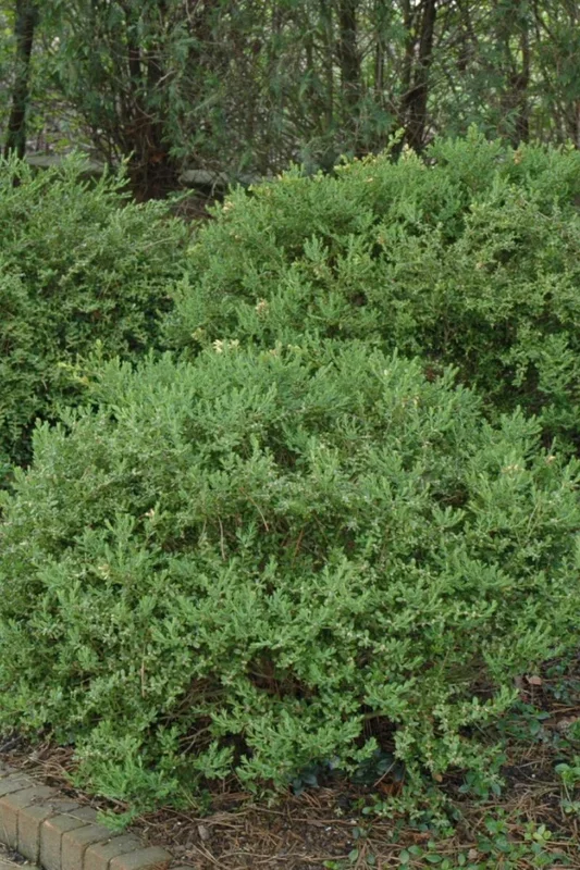 Boxwood, Wintergreen Korean