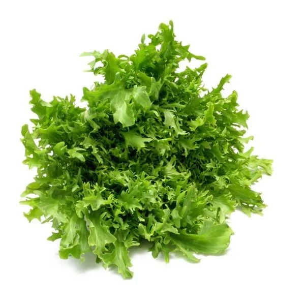 Broad Leaf Batavian Endive Vegetable Seed