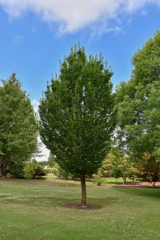 Carpinus, Emerald Avenue 10G