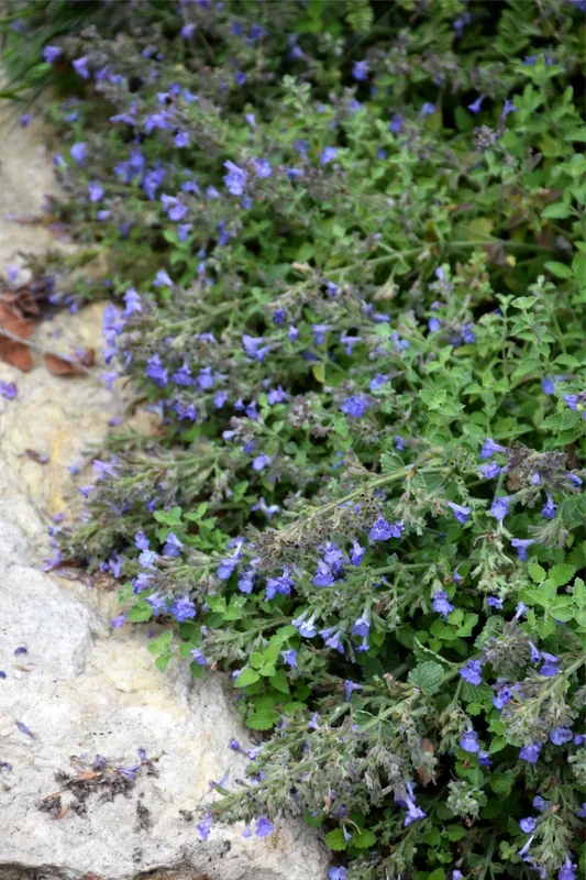 Catmint, Kit Kat