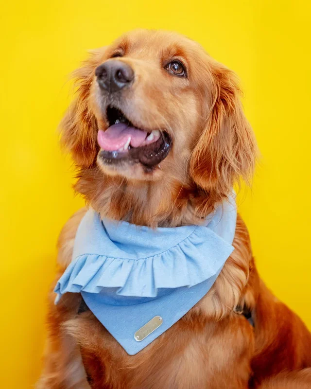 Chambray Ruffle Bandana for Dogs (Made in the USA) (FINAL SALE)