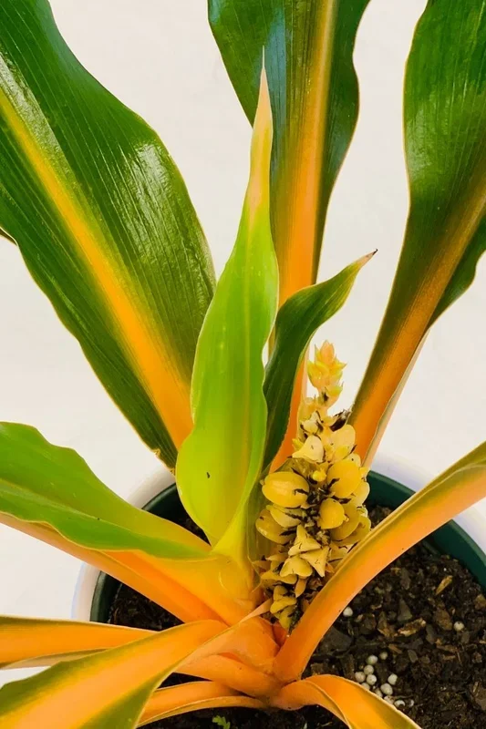 Chlorophytum Mandarin Orange 6″