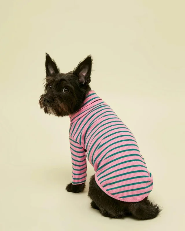 College Dropout Ribbed Dog Pullover