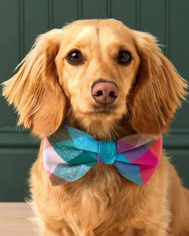 Color Pop Flannel Dog Bow Tie (Made in the USA)