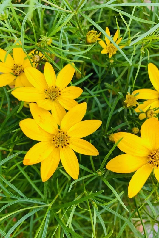 Coreopsis, Zagreb Threadleaf