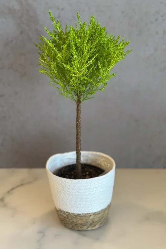 Cypress, Goldcrest 4.5″ Topiary