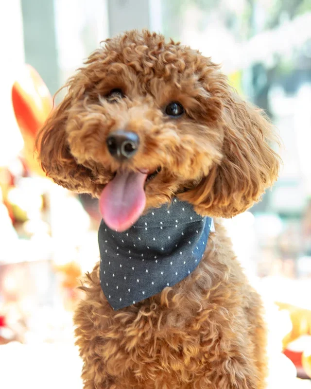 Denim Polka Dot Bandana (FINAL SALE)