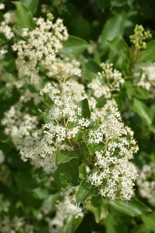 Dogwood, Gray