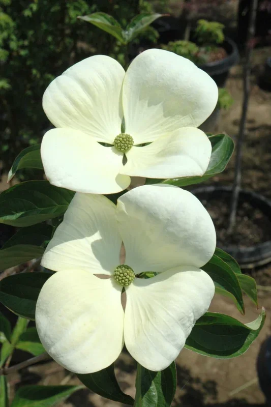 Dogwood, Venus