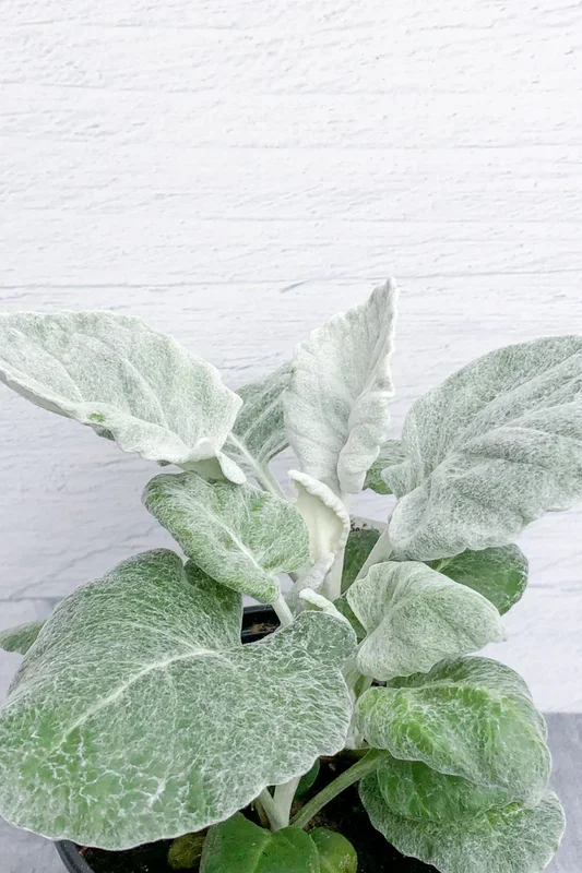 Dusty Miller