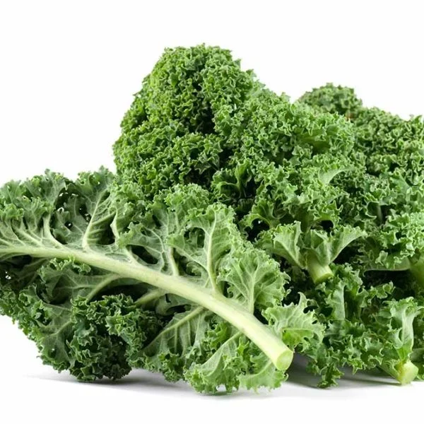 Dwarf Blue Curled Kale Vegetable Seed