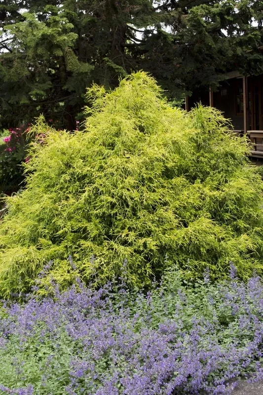 Falsecypress, Gold Mop