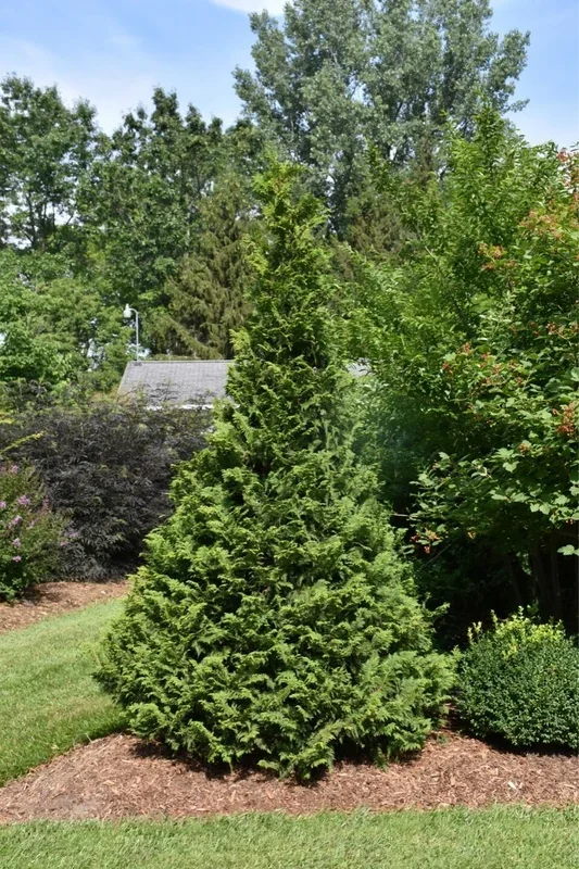 Falsecypress, Soft Serve