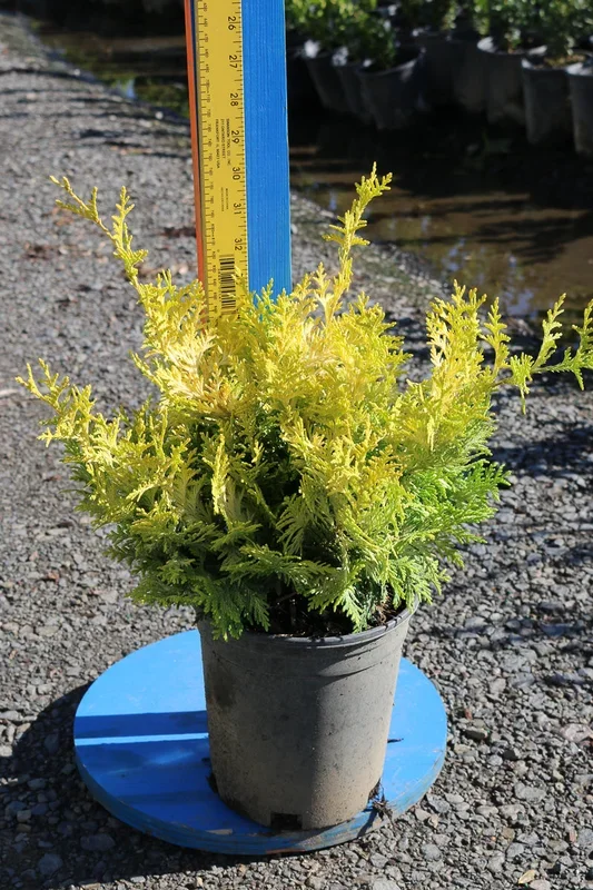 Falsecypress, Vintage Gold