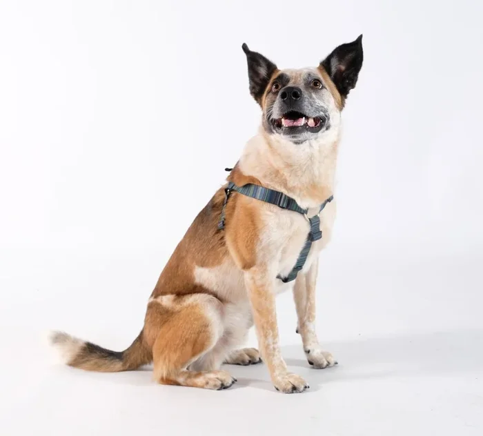 GOLD PAW | Step in Harness in Riverbed