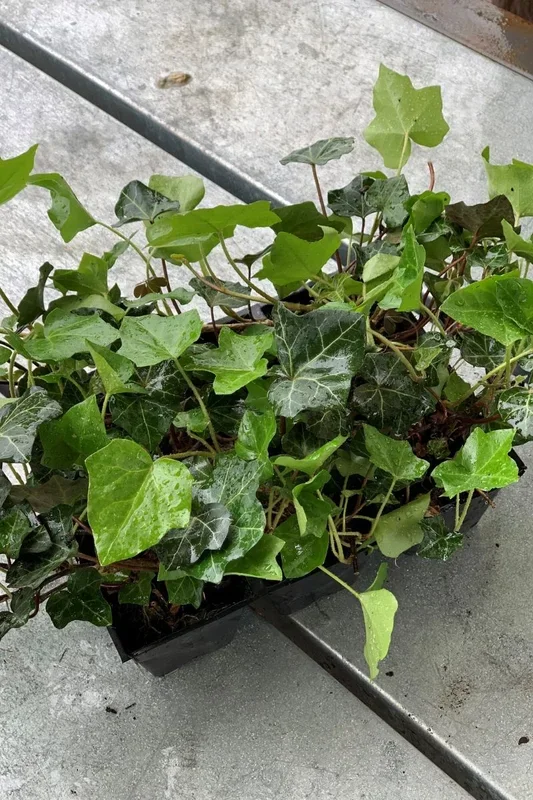 Ground Cover, Ivy Thorndle