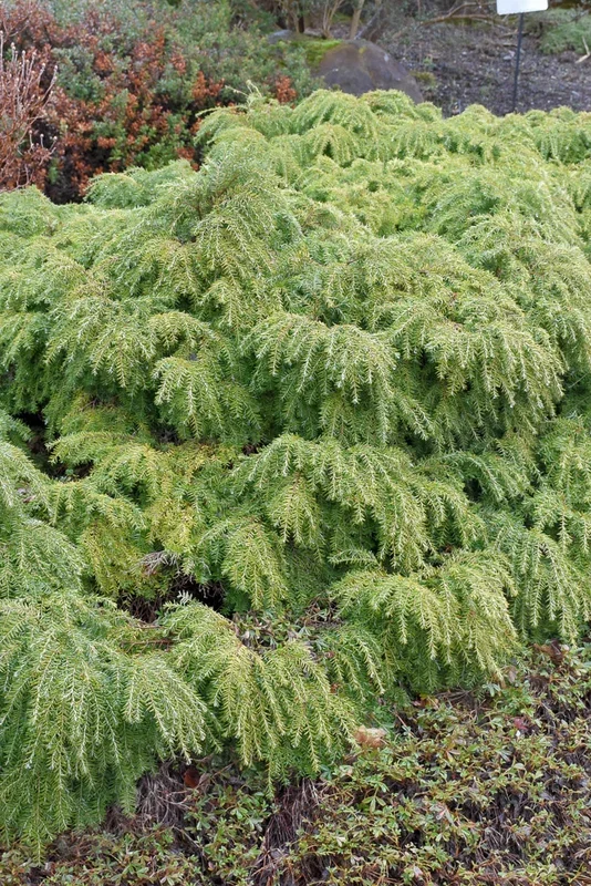 Hemlock, Dwf Jeddeloh