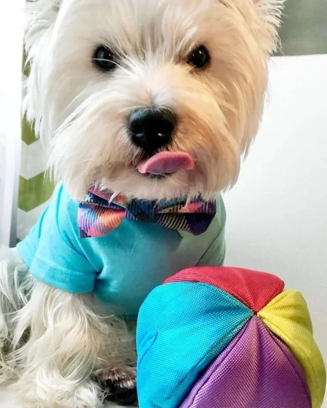 Hide N’ Seek Ball Dog Toy