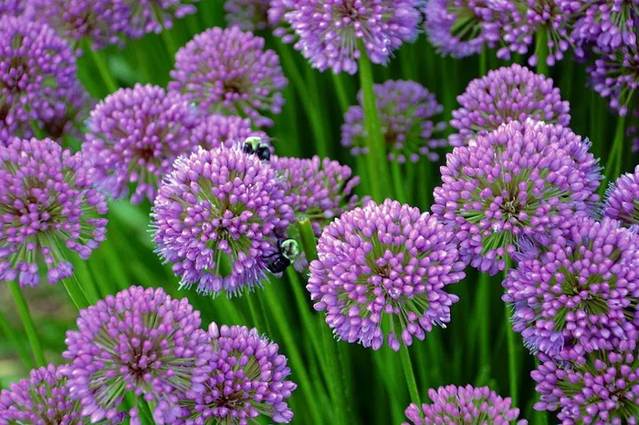 Hirt’s Gardens Alium Gladiator