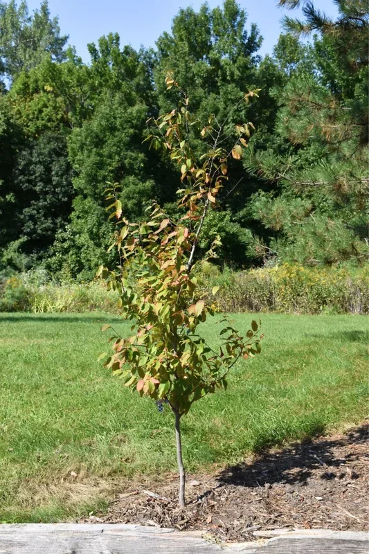 Hornbeam, Fire King