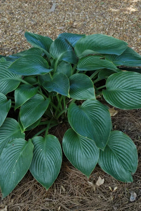 Hosta, Hudson Bay
