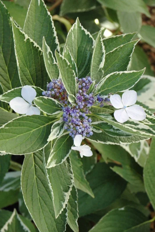 Hydrangea, Light O’ Day