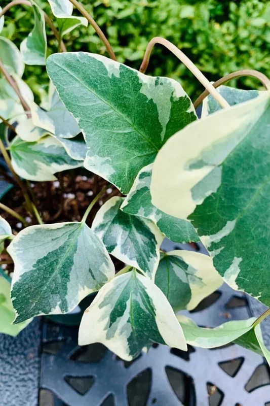 Ivy Algerian Variegated