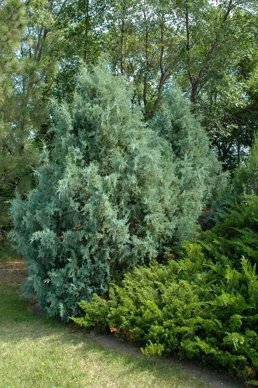 Juniper, Wichita Blue
