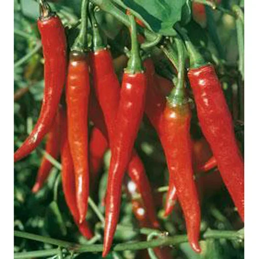 Long Red Cayenne Pepper Seeds 9907400