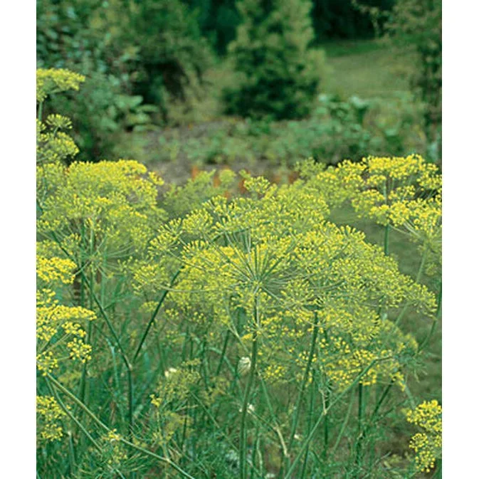 Mammoth Dill Herb Seed Pack 56804