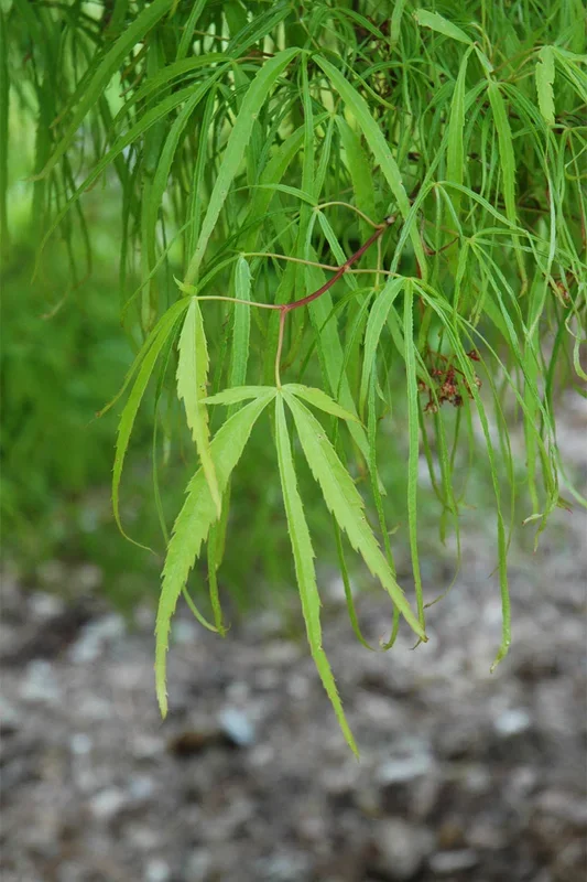 Maple, Japanese Koto-No-Ito