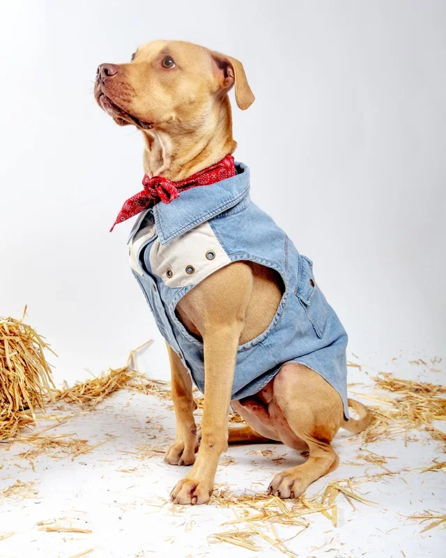 Maverick Denim Dog Shirt (FINAL SALE)