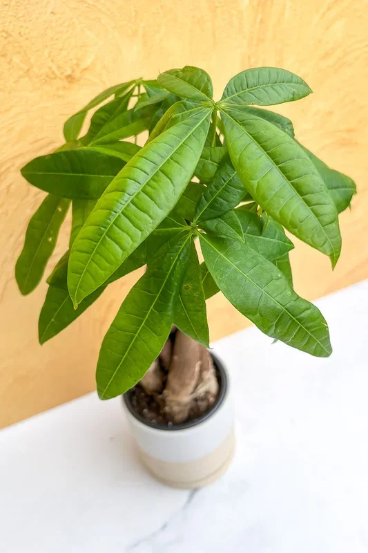 Money Tree, Braid 6″