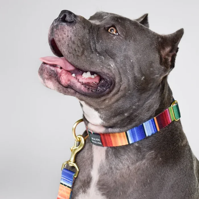 not-so-basic snap dog collar / serape