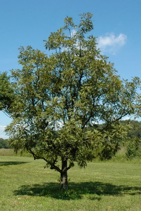 Oak, Daimyo