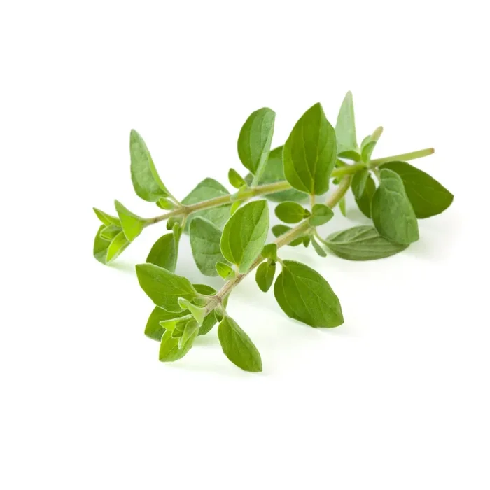Oregano Herb Seeds 9915100