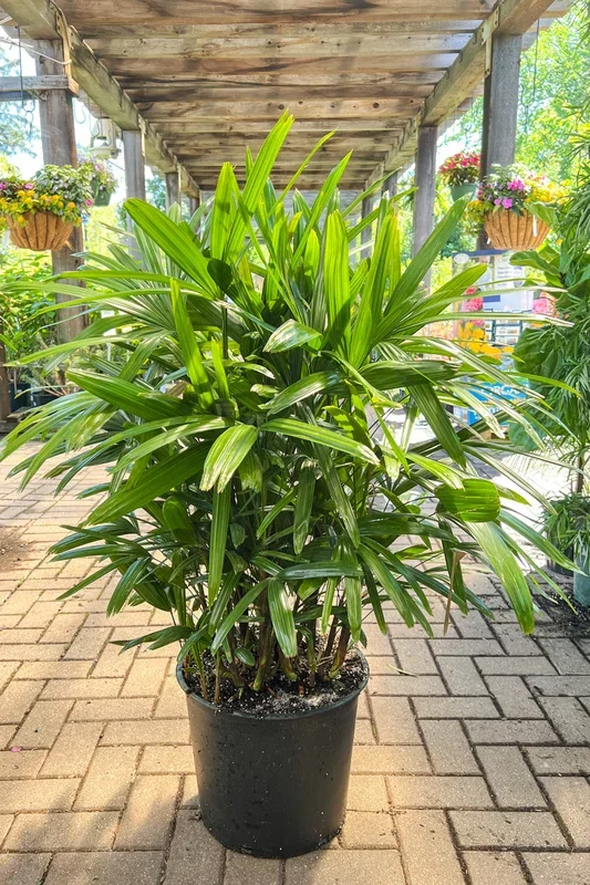 Palm, Lady 14″