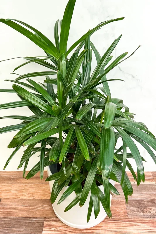 Palm, Rhapis 8″