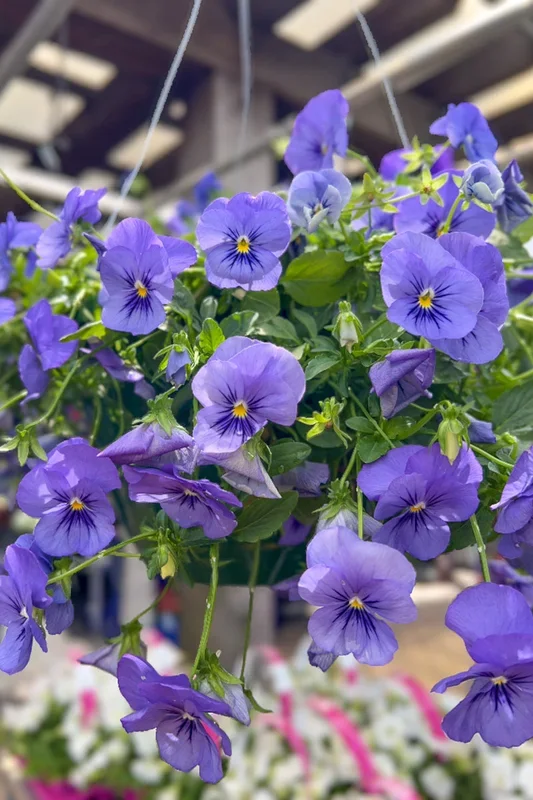 Pansy, Blue Skies