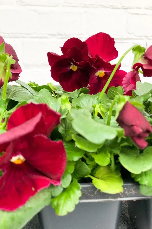 Pansy, Mixed Colors