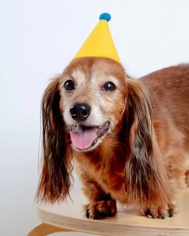 Pawty Hat in Yellow
