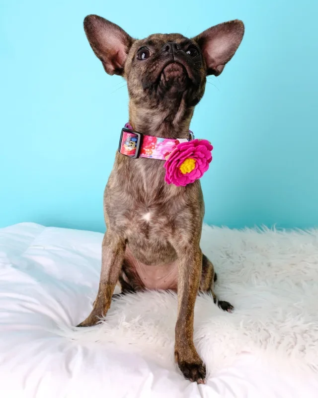 Peony Dog Collar Flower in Rose Petal