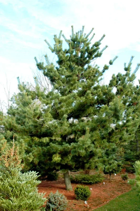 Pine, Jpnse White Tempelho
